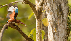 kingfisher